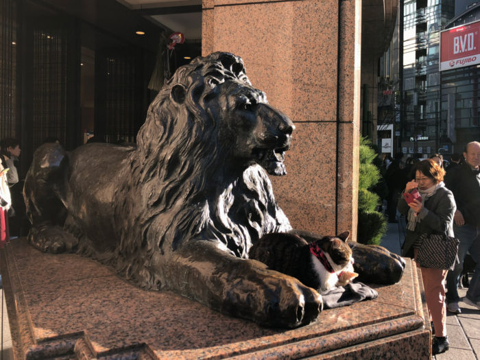 銀座三越前のライオン像に座っている2匹の猫
